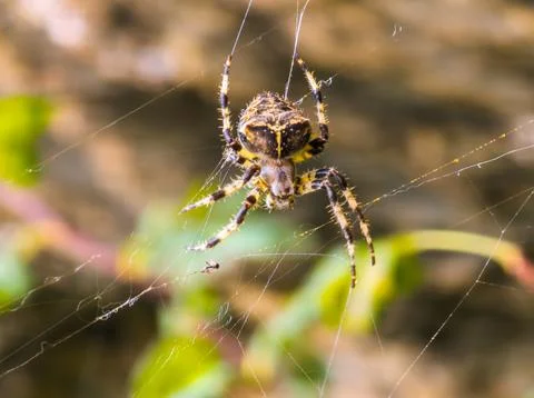 Close-up of Orb-weaver Spider in Web 스톡 사진