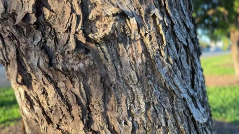 Close-Up Orbit and Tilt-Up Shot of Rough Tree Bark Texture in Golden Hour Stock Footage 339166944