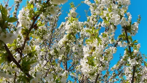 Close Orbit Around Blooming Cherry Tree 2021 Stock Footage 319446213