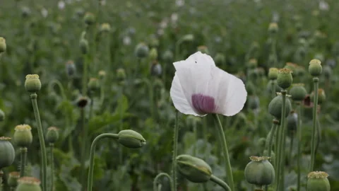 Close up orbit shot of a blooming white opium poppy flower, Papaver somnife.. Stock Footage 339078787