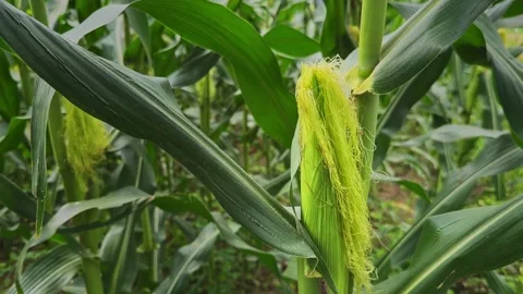 Close Up Orbiting Shot of Fresh Sweet Corn Cob With Green Silk Growing on Maize Stock Footage 340973703