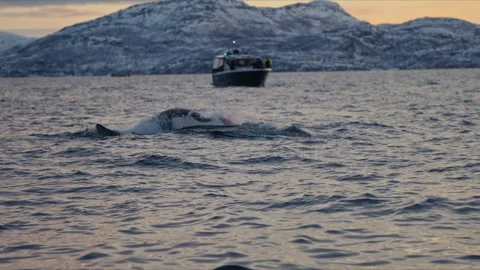 Close Orca Beside Whale Watching Boat in Arctic Fjord Stock Footage 340200975