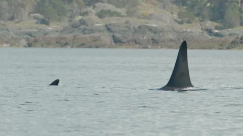 Close up of orca family gracefully surface and blow, tracking shot Stock Footage 243901281