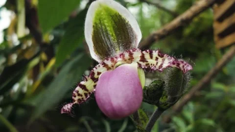 Close up of orchid blooming Stock Footage 266270462
