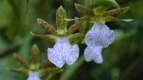 Close up of orchid blossoms. Stock Footage 123450128