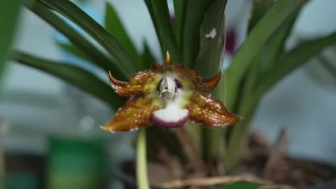 Close Up of Orchid Flower Bud Developing on Stem 動画素材 332274987