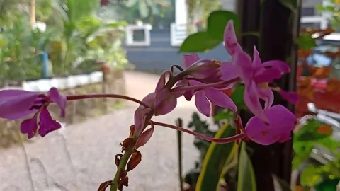 Close-up of an orchid flower Stock Footage 167297598