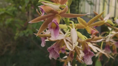 Close up of an orchid flower Stock Footage 270962219