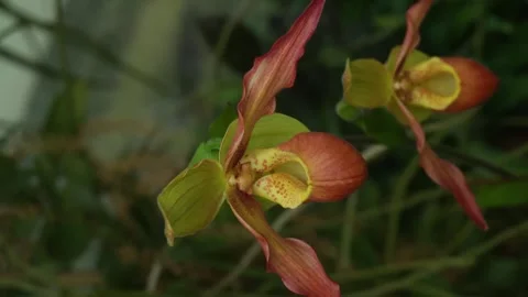 Close up of orchid flower in inception mode Stock Footage 294372849