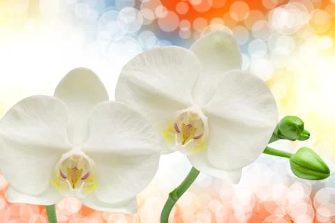 Close up of orchid flower Stock Photos