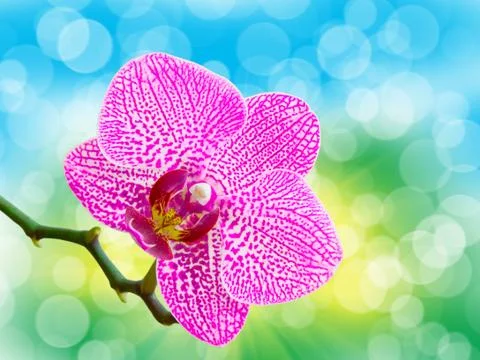 Close up of orchid flower Stock Photos