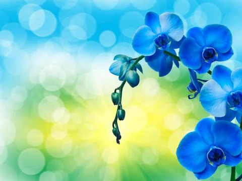 Close up of orchid flower Stock Photos