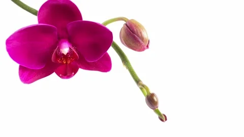 Close up of orchid flower on white background. Stock Footage 193605049