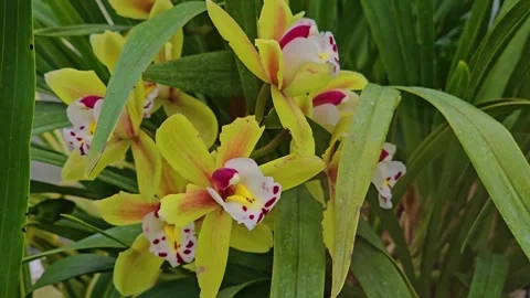 Close up of orchid flowers Stock Footage 277362621