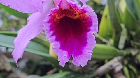  Close up of orchid flowers Stock Footage 277364481