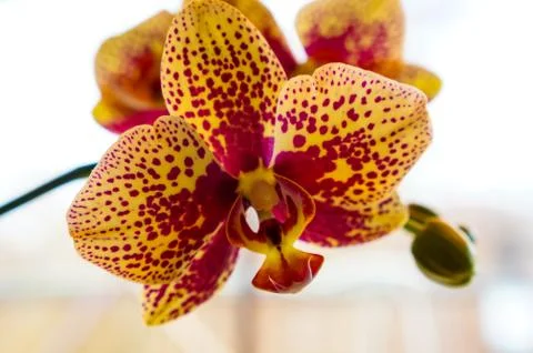 Close-up of orchid flowers Stock Photos