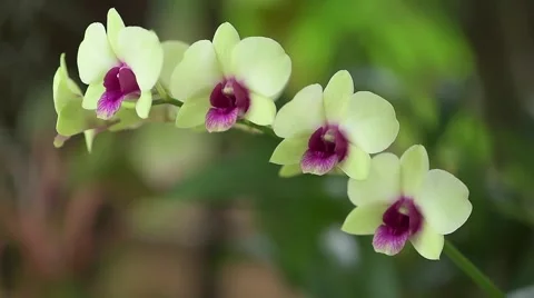 Close up of an Orchid Stock Footage 63892140