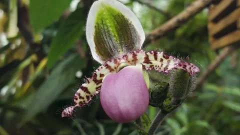 Close up orchid   Stock Footage 266299181