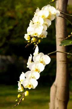 Close-up of orchid Stock Photos