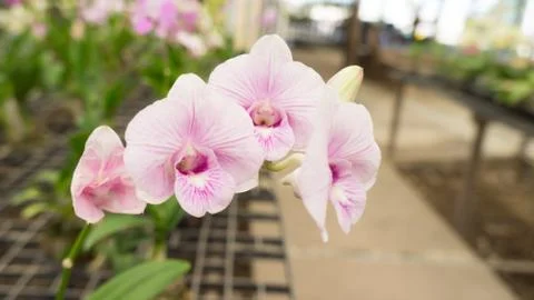 Close up orchid Stock Photos