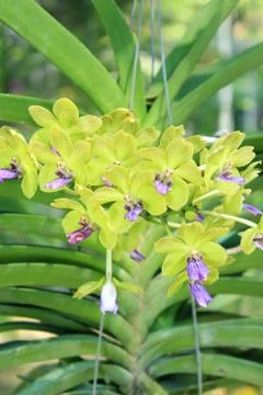 Close-up of Orchid Stock Photos
