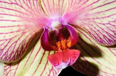 Close-up of an Orchid Stock Photos