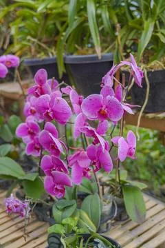 Close up orchid Stock Photos
