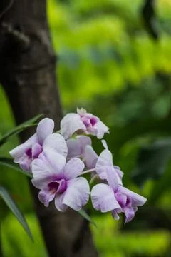Close up orchid on the tree Stock Photos