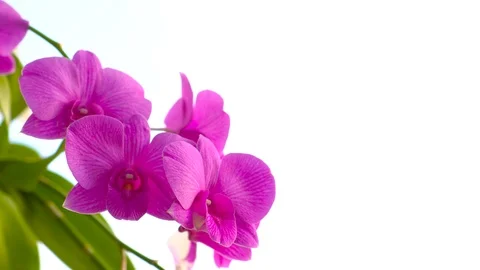 Close-up of Orchids flower in nature Stock Footage 124640577
