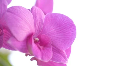 Close-up of Orchids flower in nature Stock Footage 124642632