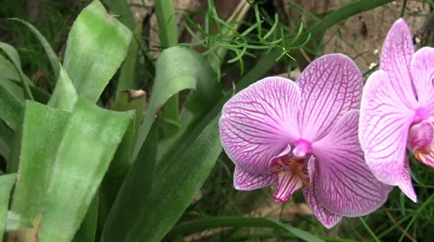Close up of a orchis Видео 33231253