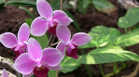 Close up of a orchis Видео 33231265