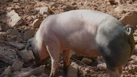 Close up of an ordinary Pig Stock Footage 242756554