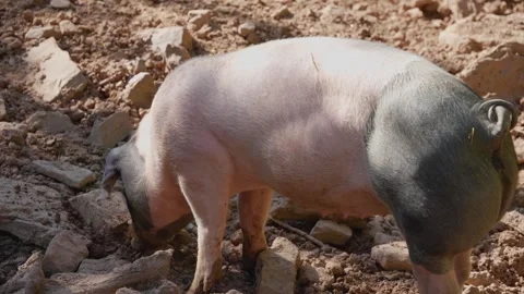Close up of an ordinary Pig Stock Footage 242846009
