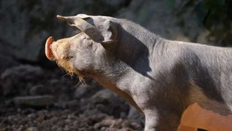 Close up of an ordinary Pig Stock Footage 243252957