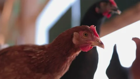 Close up of organic chicken Stock Footage 149123940