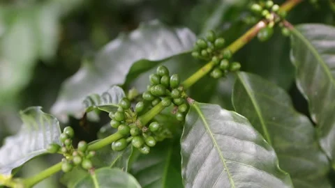 Close up of organic coffee beans growing on farm plantation in Brazil. Hand held Stock Footage 147940690