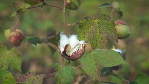 Close up of organic cotton Stock-Footage 118257565