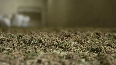 Close up of organic hemp drying in farm storage building after harvest Stock Footage 167047540