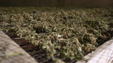 Close up of organic hemp drying in farm storage building after harvest Stock Footage 167047553