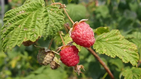Close up on organic raspberry fruit. Video stock 92779153