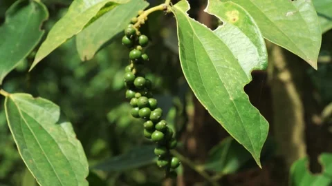 Close up of organic red pepper berries ripening on a plant  Kampot  Cambodia 库存影片 325829192