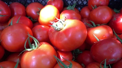 Close up organic tomatoes in streams of sun Stock Footage 94583912