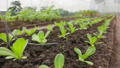 Close-up of organic vegetable cultivation at its peak of freshness.	 Stock Footage 206976556
