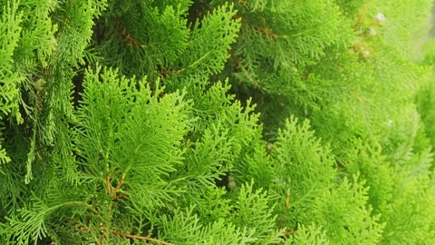 Close Up of Oriental Arborvitae Foliage Gently Swaying in Soft Breeze Stock Footage 340974966