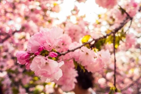 A Close-up of the Oriental Cherry in China Stock Photos