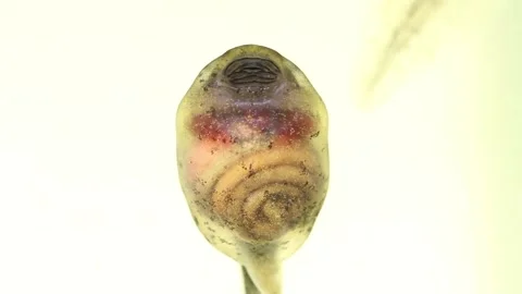 Close up of Oriental Firebelly Toad tadpole. Stock Footage 151181306