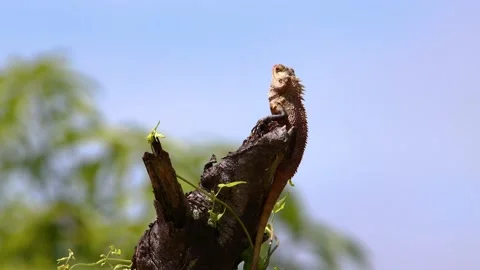 Close-up of Oriental Garden Lizard Camouflaged with the dry leaves on the fen Stock Footage 141017514