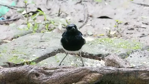 Close-up of an oriental magpie robin on the ground Stock Footage 314515825