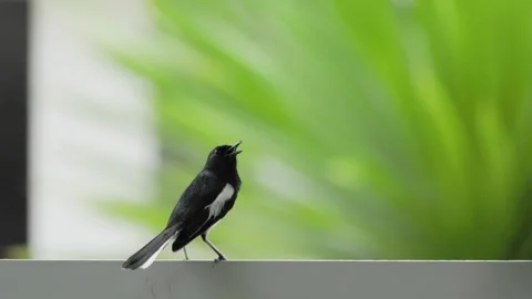 Close-up of an Oriental magpie-robin is singing. 库存影片 306933685